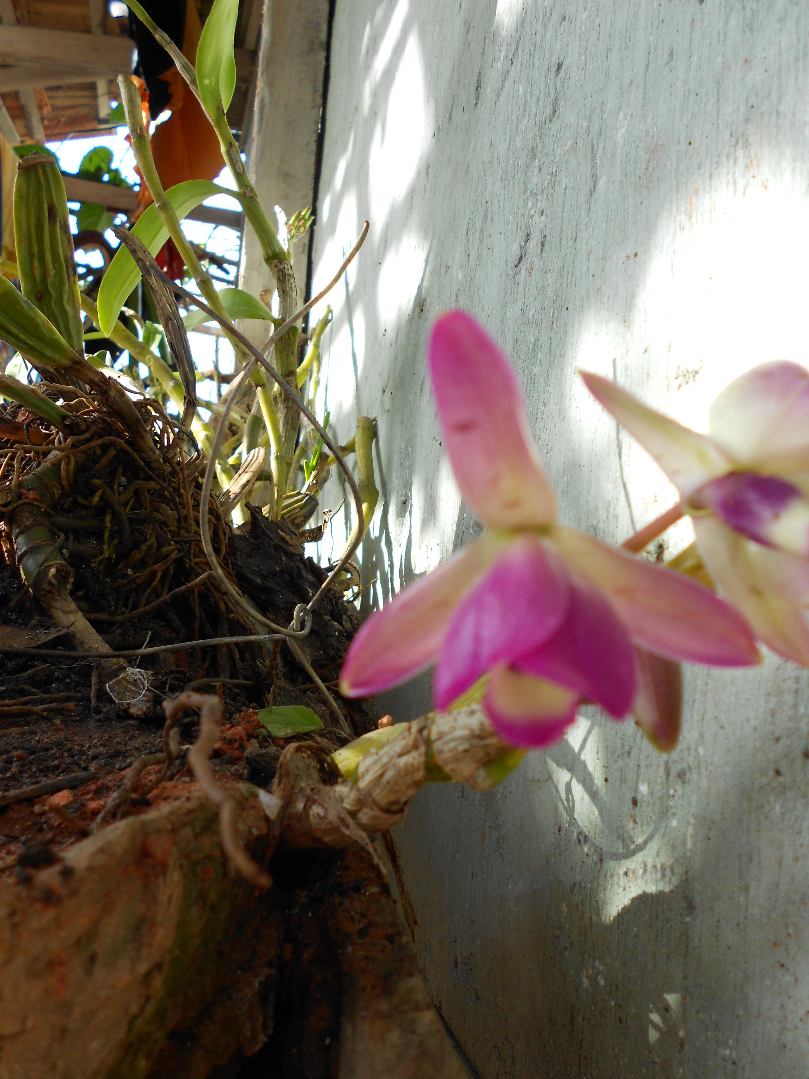 ORQUIDEAS COMUM EM VASO FEITO EM TRONCO OCO VELHO DE RVORE MACIEIRA TRATADAS COM MANYA - AINDA  UM BEB - COM APENAS UM ANO E SUA PTALAS VIBRAM AS CORES DA ALEGRIA NATURAL DOS FTONS DIFUSOS - ST/CG/AM,PQR-RMCTBA-PR-BR,2014.
